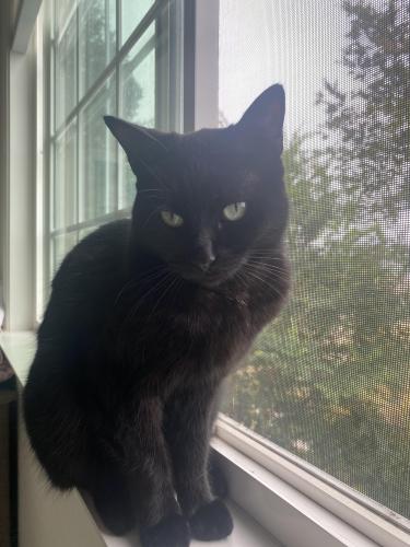 Lost Male Cat last seen Southampton/Carnaby Ct/St George st in Tamarack Point, Carlsbad, CA 92010