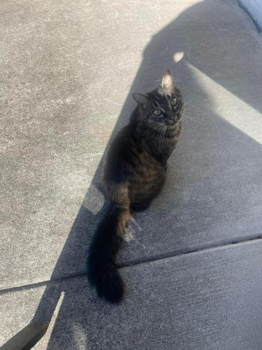 Found/Stray Unknown Cat last seen Ritual Day Spa, Athens, GA 30601