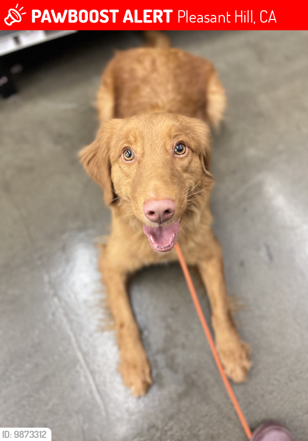 Pheasant hill golden store retrievers