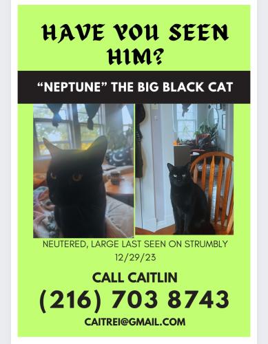 Lost Male Cat last seen glenn eden, Highland Heights, OH 44143