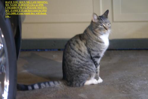 Lost Unknown Cat last seen greenhills, Granite Bay, CA 95746