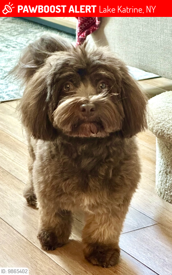 Lake Katrine, NY Lost Female Dog, Reese Is Missing PawBoost