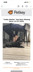 Lost Male Dog last seen Near ave y 65 st del west de Hialeah, Hialeah, FL 33012