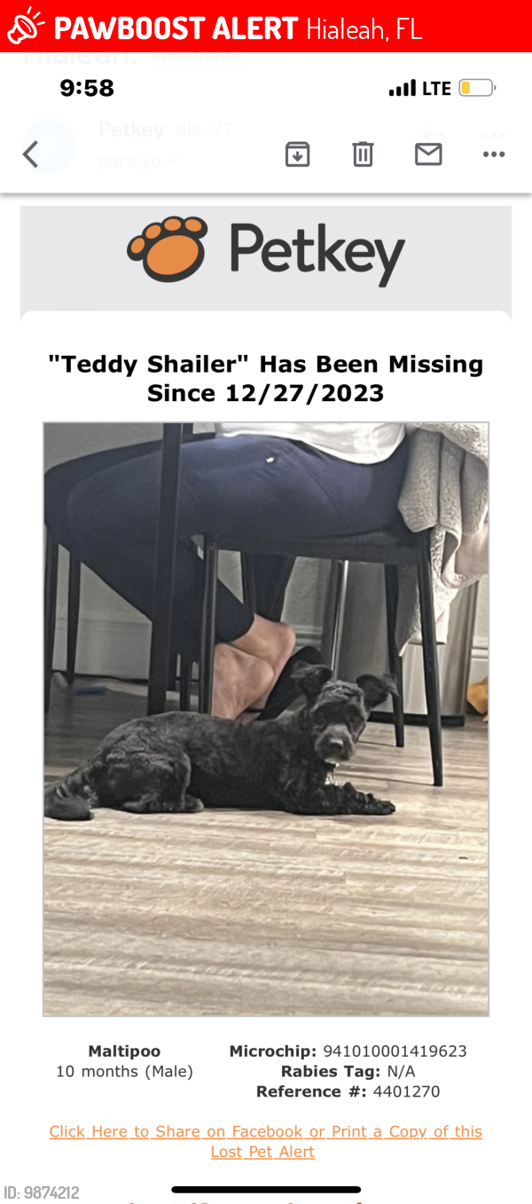 Lost Male Dog last seen Near ave y 65 st del west de Hialeah, Hialeah, FL 33012