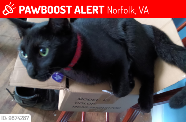 Lost Female Cat last seen Robin hood and swells, Norfolk, VA 23513