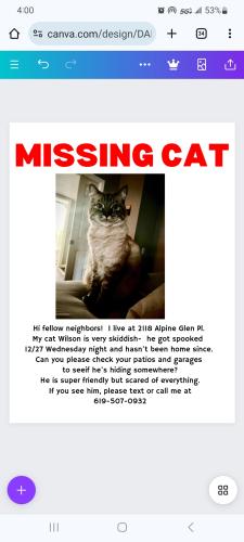 Lost Male Cat last seen Near Alpine Glen Street, Alpine, CA 91901