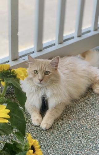 Lost Male Cat last seen W Hartley Dr & N Main St, High Point, NC 27265