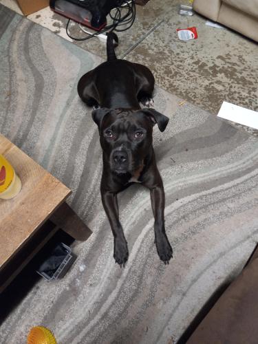 Lost Male Dog last seen 1-44 & 65 hwy, Springfield, MO 65803