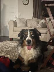 Reunited Male Dog last seen Everett and 56th street, Maywood, CA 90270