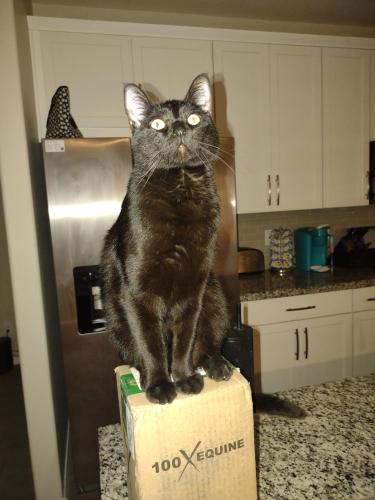Lost Male Cat last seen 107th Ave and Deer Valley Rd, Peoria, AZ 85383