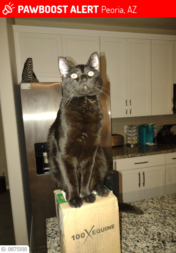 Lost Male Cat last seen 107th Ave and Deer Valley Rd, Peoria, AZ 85383