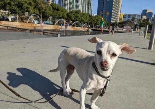 Lost Female Dog last seen Redwood & 44th, San Diego, CA 92105