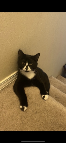 Lost Male Cat last seen Near St. Luke’s. By North Pointe and Wendell St. , Twin Falls, ID 83301