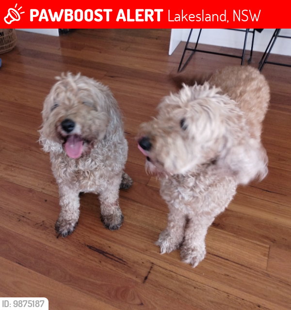 Lost Female Dog last seen  Lakesland NSW, Lakesland, NSW 2572