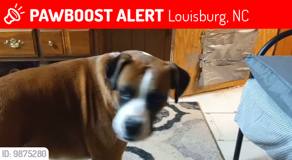 Lost Male Dog last seen One mile north of ingleside nc, Louisburg, NC 27549