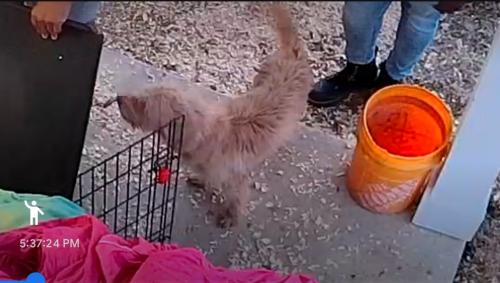 Lost Male Dog last seen El Paso St., Galveston St., Beaumont, TX 77703