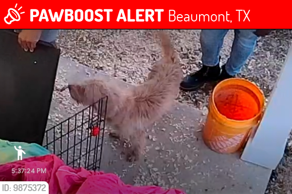 Lost Male Dog last seen El Paso St., Galveston St., Beaumont, TX 77703