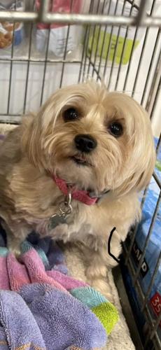 Lost Female Dog last seen Cedar St and St. Marks Ave, Freeport, NY 11520