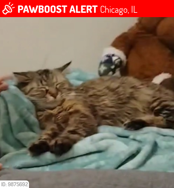 Lost Female Cat last seen 63rd and Mayfield, Chicago, IL 60638