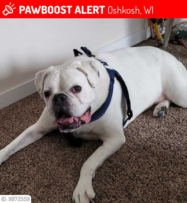 Lost Male Dog last seen Bay Street, Oshkosh Wisconsin 54901, Oshkosh, WI 54901