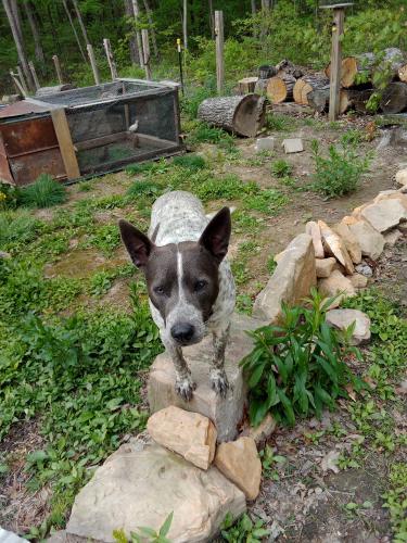 Lost Male Dog last seen Sauta Cave wildlife Refuge, Scottsboro, AL 35769