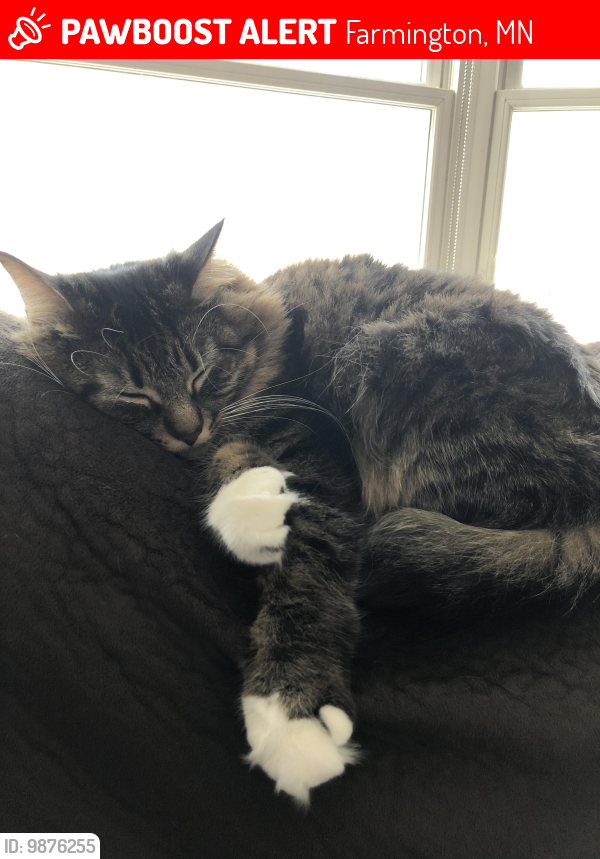 Lost Male Cat last seen Near intersection of Hwy 66 and Biscayne, Farmington, MN 55024