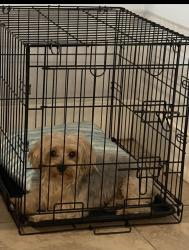 Reunited Male Dog last seen Near w 72 ter hialeah , Hialeah, FL 33018