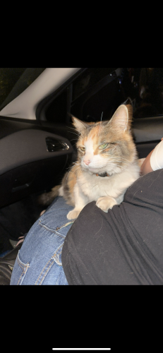 Lost Female Cat last seen Blake And Isleta, Albuquerque, NM 87105