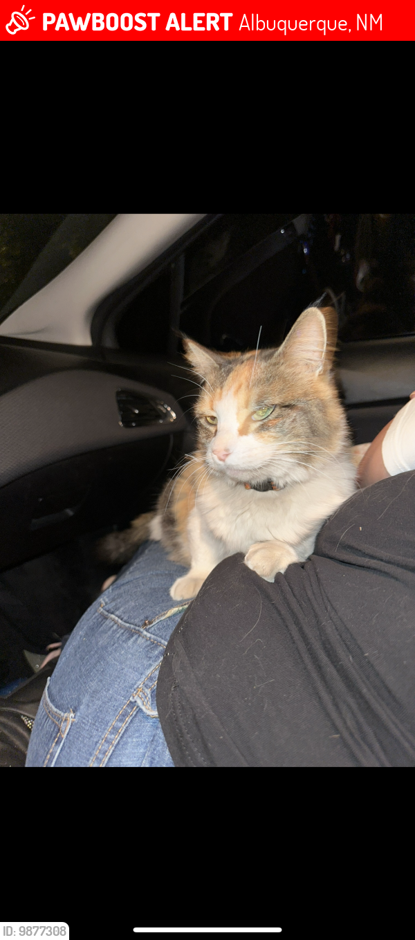 Lost Female Cat last seen Blake And Isleta, Albuquerque, NM 87105