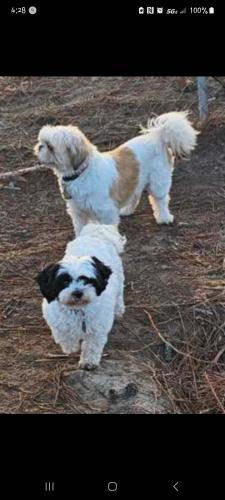 Lost Male Dog last seen Gilbert's all paws, Leesville, SC 29070