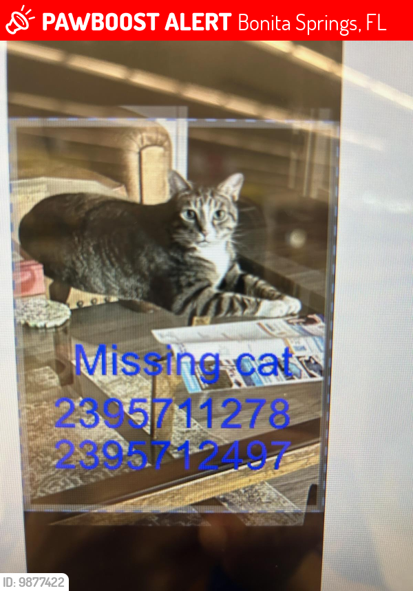Lost Male Cat last seen Wild Turkey Ln. Old Bonita Springs Golf Course., Bonita Springs, FL 34135
