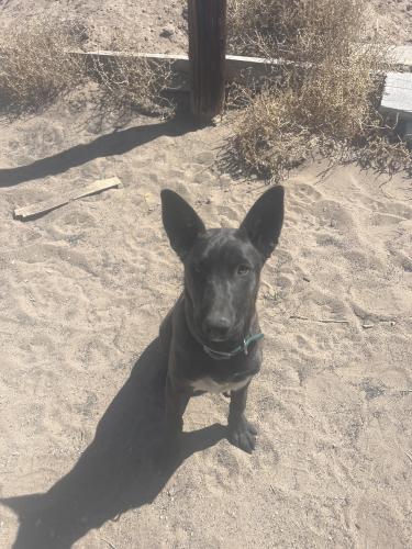 Lost Female Dog last seen Pine st, Pueblo, CO 81004