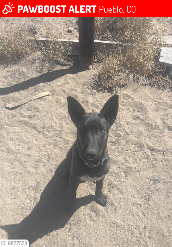 Lost Female Dog last seen Pine st, Pueblo, CO 81004