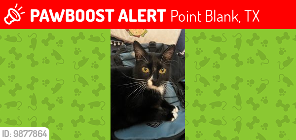 Lost Male Cat last seen (st croix dr)(st thomas dr), Point Blank, TX 77364