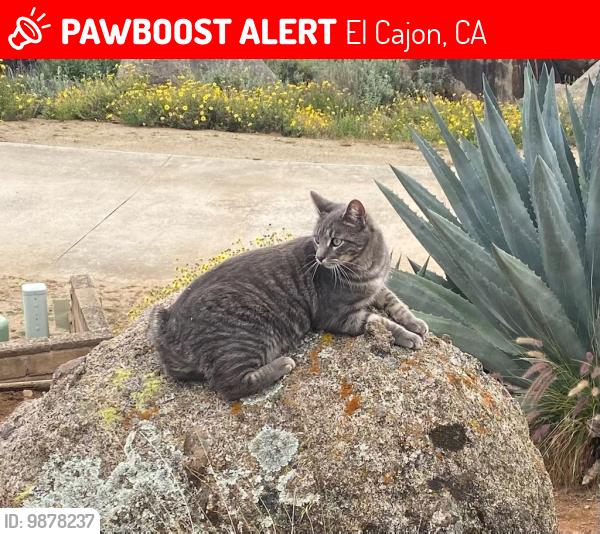 Lost Female Cat last seen Creek Hills Road near Hawley Road, El Cajon, CA 92021