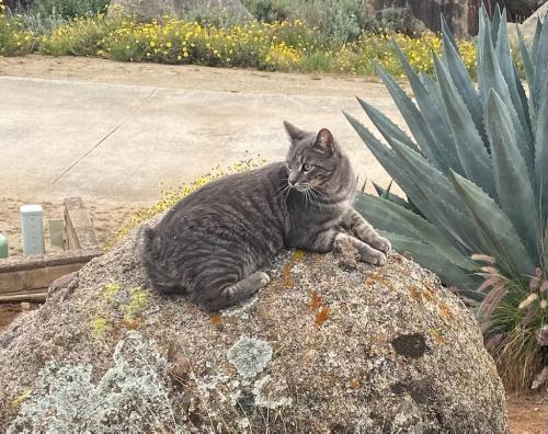 Lost Female Cat last seen Creek Hills Road near Hawley Road, El Cajon, CA 92021
