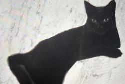 Lost Female Cat last seen Nelson Avenue, Hakin, ord Haven, Hakin, Wales SA73