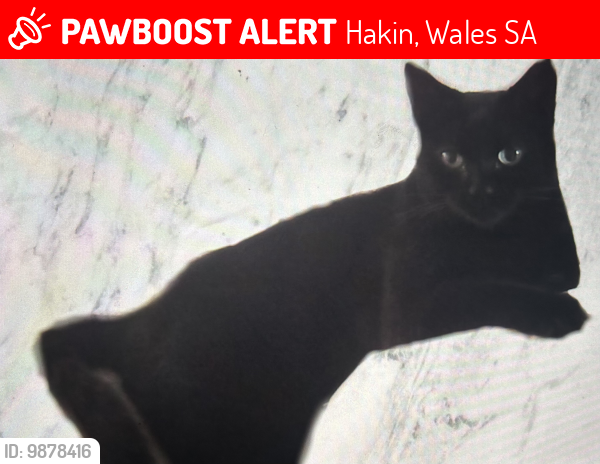 Lost Female Cat last seen Nelson Avenue, Hakin, ord Haven, Hakin, Wales SA73