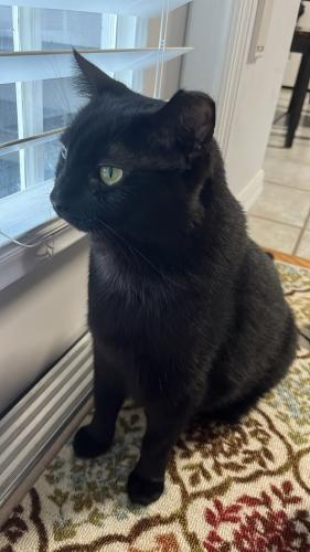 Lost Female Cat last seen Near NW 35th St, Gainesville, FL 32605