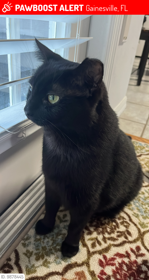Lost Female Cat last seen Near NW 35th St, Gainesville, FL 32605