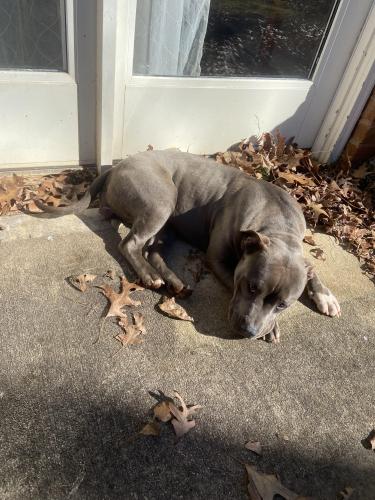 Found/Stray Unknown Dog last seen They walked up to our door so she must’ve been in the neighborhood , Bogart, GA 30622