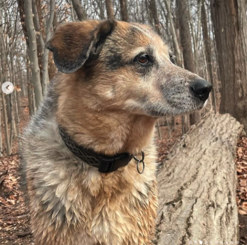 Lost Male Dog last seen 3rd and Quackenbos St NW, Washington, DC 20011