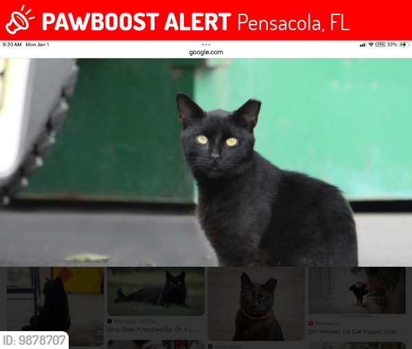 Lost Male Cat last seen Dead end of chablis lane off langley behind airport or near tippin post office and Lansing, Pensacola, FL 32504