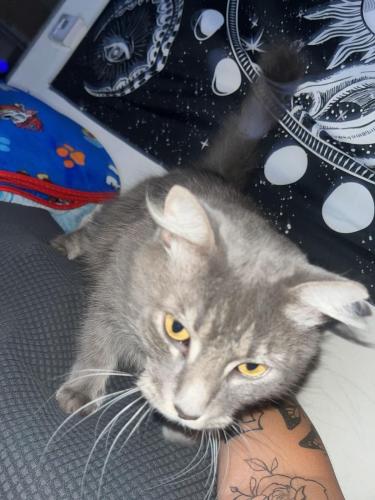 Lost Male Cat last seen Blanding Blvd. and Longchamp Dr. , Jacksonville, FL 32244