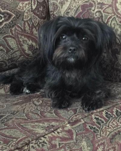 Lost Female Dog last seen HWY 150 and Manuel Road, San Jacinto County, TX 77371