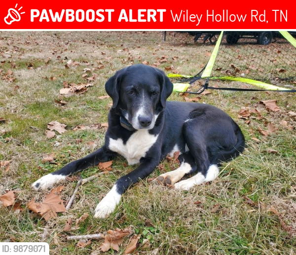 Lost Female Dog last seen Toll Dugger and Cambellsville Pike, Wiley Hollow Rd, TN 38451