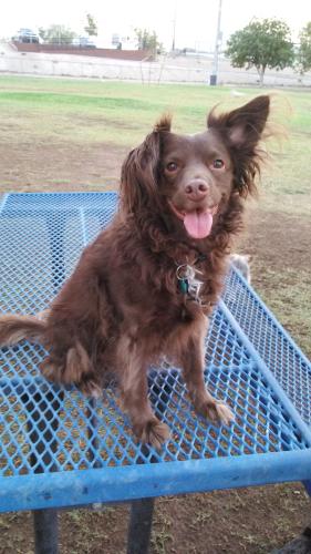 Lost Female Dog last seen Old Sky Harbor and Old Pearsall Rd, San Antonio, TX 78242