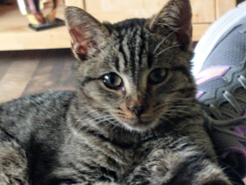 Lost Male Cat last seen Northwest Pet Emergency Center, Erie, PA 16509