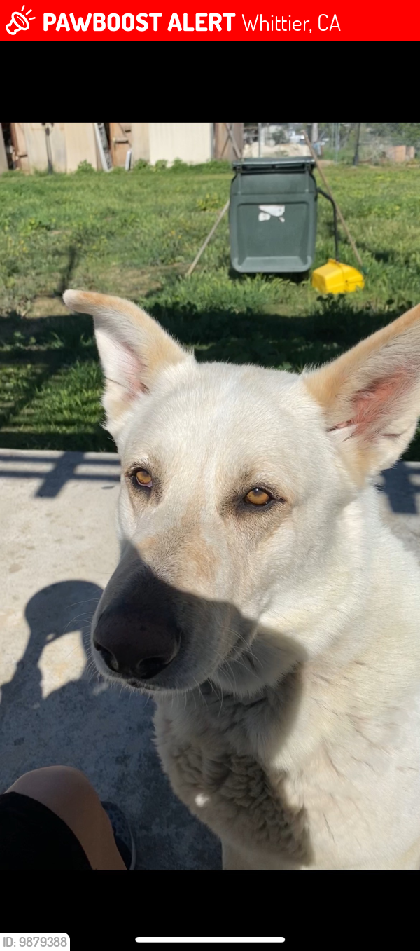 Lost white best sale german shepherd