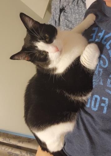 Lost Male Cat last seen Bradyville Pike & South Rutherford , Rutherford County, TN 37127